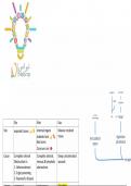 4. CELL INJURY"BASIC PATHOLOGY"