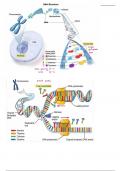 ANTH 5 intro to biological anthropology final review image notes