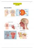 NUR 204 Health Assessment HEENT & Lymph nodes Spring 2023