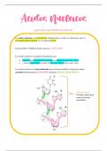 Apuntes ÁCIDOS NUCLEICOS (SELECTIVIDAD) 2° bach