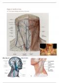 Voorbereiding anatomische dissecties 