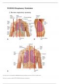 NURS612 Respiratory worksheet 2023.