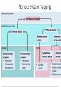 (PHYSIOLOGY) Autonomic Nervous System