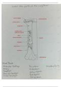 Color Coded Bone Diagrams