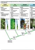 Plant comparison