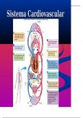 Sistema cardiovascular