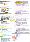 OCR Biology Nucleotides & Nucleic Acids 2.1.3 revision summary - By A* student