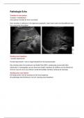 Echografie periode 2