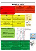 Transport in Animals A Level Biology