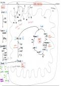 Summary Notes of Aerobic and Anaerobic Respiration 