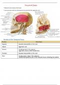 explanation of the temporal and infratemporal fossae