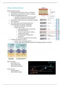 Summary Neurofysiologie (BWB111, NL)