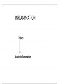 PATHOLOGY - INFLAMMATION