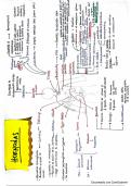 Endocrine Systems (Description of all hormones and Thyroid hormones synthesis)