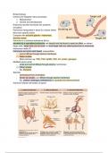 17. Endocrinology (ov1113 biology)