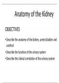 ANATOMY OF THE KIDNEY