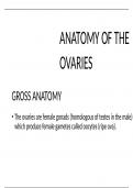 ANATOMY OF THE OVARY