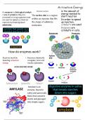 Chemical Reactions Unveiled: Exploring Enzymes, Endothermic, and Exothermic Reactions