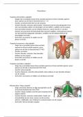 Musculatuur (origo, insertie, functie en innervatie) bovenste extremiteit, schouder thema 9