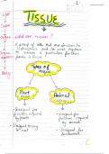 mitosis( cell biology)