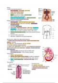 18. Kidney