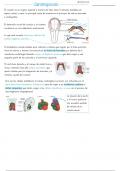 Resumen embriología del corazón (cardiogénesis)