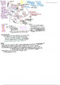 The Full Function of the Motor End Plate 