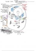 Cell Physiology 101