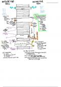 Cell Membrane 