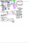 Autonomic Nervous System 