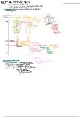 Action Potential Explained 