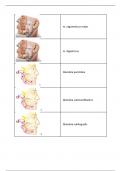 Anatomie: Gedetailleerde samenvatting met 375 oefeningen/kaartjes om te oefenen. 9,0 behaald hiermee!