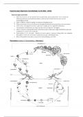 Samenvatting en uitwerking van al de oude examenvragen van het volledige vak Algemene microbiologie (19/20)