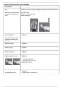 Targeted Muscle Strengthening Chart. Exam prep for CMTO OSCE exam