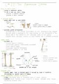 PSIO 201 Lab 2.2- appendicular skeleton notes