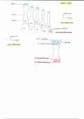 Fiches anatomiques ostéologie et myologie du corps humain