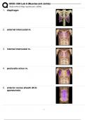 BIOS 1300 Lab 6 (Muscles and Joints)