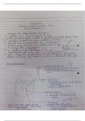 Lungs as purification system and exchange of gases mechanism 