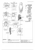 N5315 Neurologic System Core Knowledge Study Objective with Advanced Organizers 1 Latest Update 2023-2024