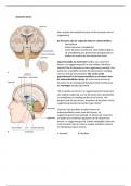 Anatomie van de hersenen