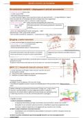 Samenvatting  Neurofysiologie  HST10