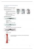 Samenvatting H9: Somitogenesis and Limb development - Prezmko - Developmental Biology