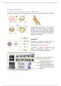 Samenvatting Signal transduction Prezmko Developmental Biology