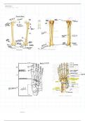 OU Anatomy Unit 2 Notes