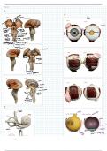 OU Anatomy Unit 5 Notes