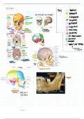 OU Anatomy U2-U5 Notes