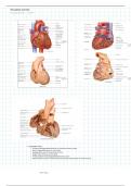 OU Anatomy Unit 3 Notes