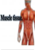 Muscle Histology in musculoskeletal system - your guide to Bone Histology understanding - easy made