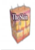 Histology of the skin in musculoskeletal system - your guide to Skin Histology understanding - easy made