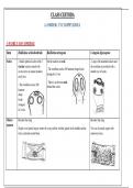 Cestoda order cyclophylidae _ microscopic slides 